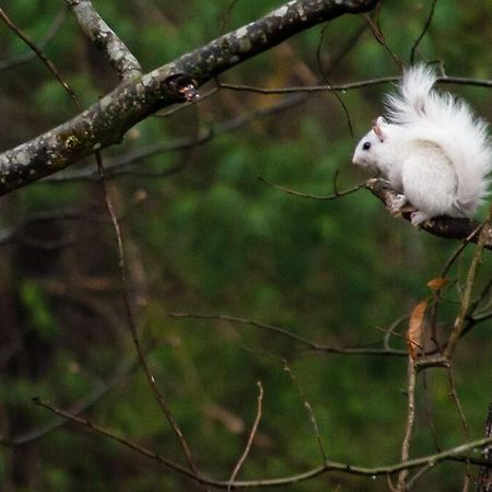 Bluebirds Nest 10 Min To Avl Biltmore Hot Tub Cont Bkfst Sparkling Water Asheville Buitenkant foto