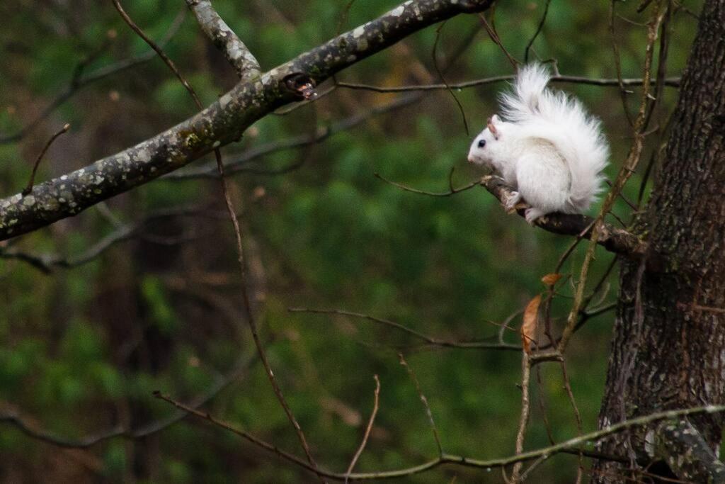 Bluebirds Nest 10 Min To Avl Biltmore Hot Tub Cont Bkfst Sparkling Water Asheville Buitenkant foto
