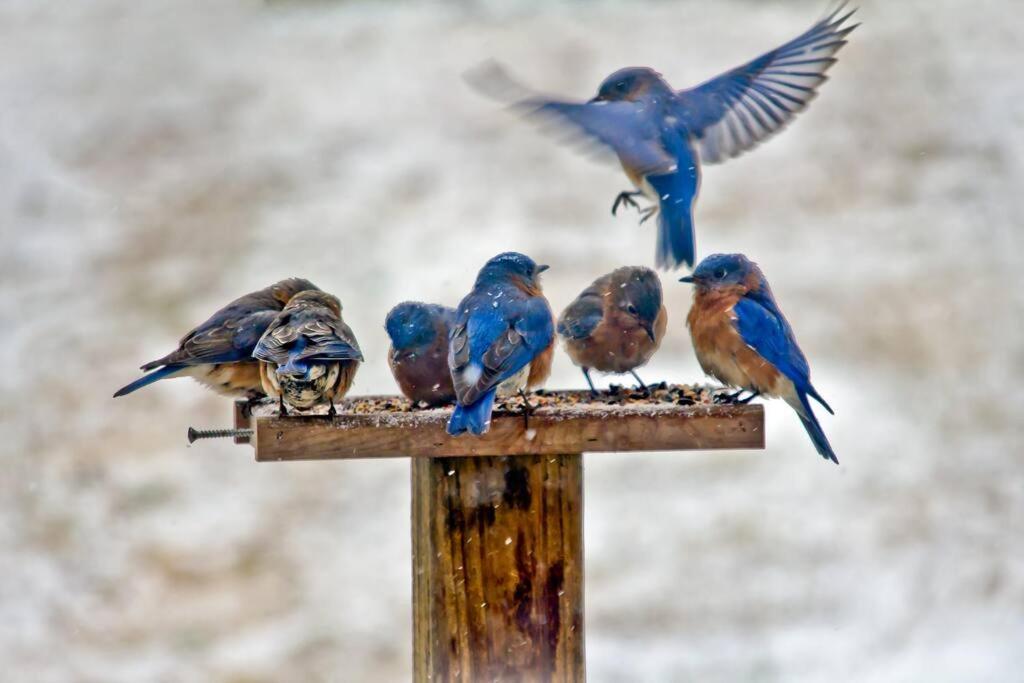 Bluebirds Nest 10 Min To Avl Biltmore Hot Tub Cont Bkfst Sparkling Water Asheville Buitenkant foto